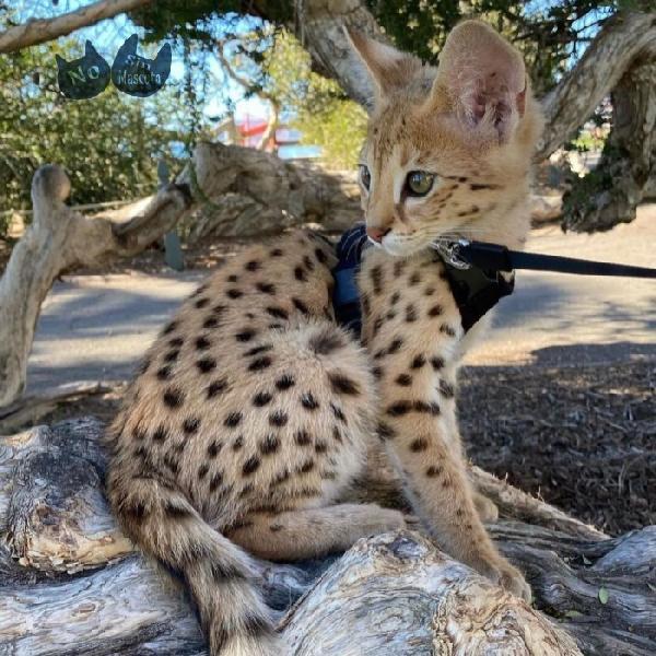 disponibile gattino della savana, caracal, serval